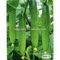 Planting/Growing Less Thorn Chinese Sweet and Crisp Cucumber Seeds